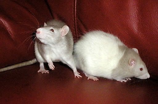 Buff Rat