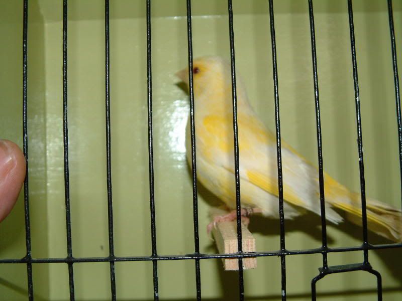 Satinette Canary