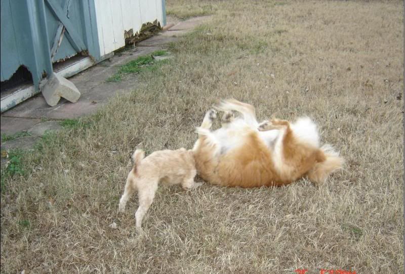 Two dogs fighting in the yard; both are buff coloured and the larger dog is lying in a submissive position while the smaller dog is on the attack.