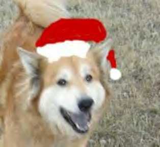 A large golden dog with a happy expression and a Santa hat.