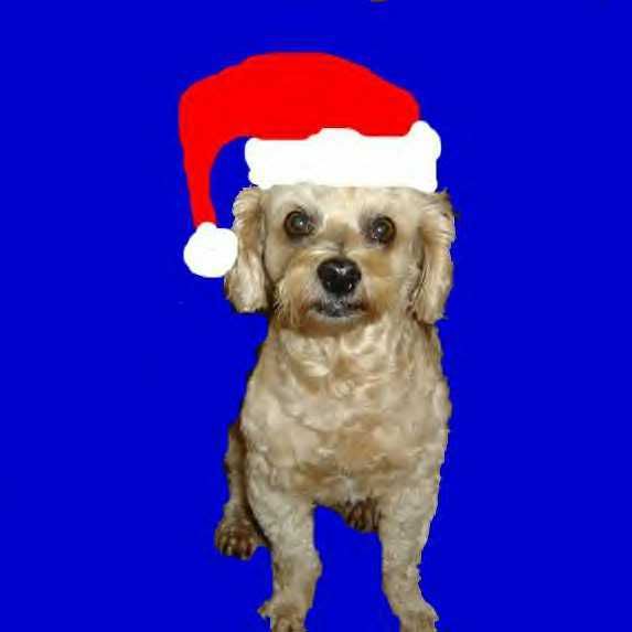 A small tawny dog with a Santa hat on against a bright blue background.