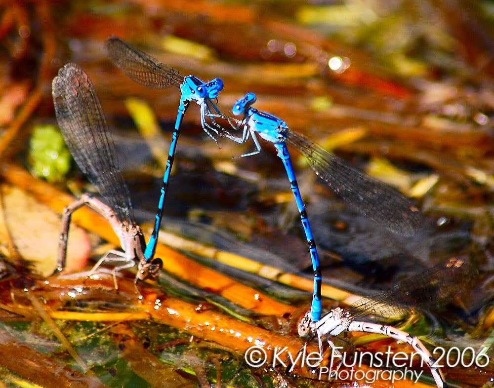 Two+dragonflies+mating