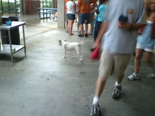 Wet dogs at the ball park