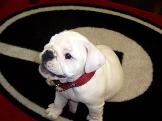 UGA VII
