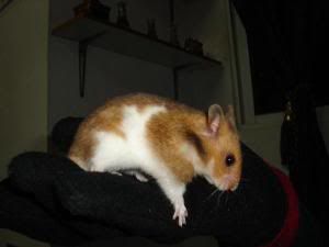 Photobucket - Video and Image Hosting