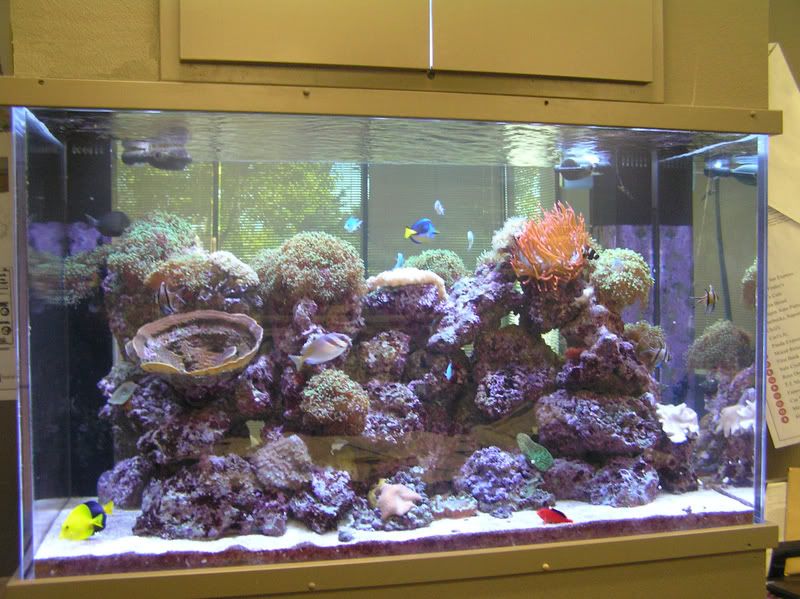 Complete Reef and Tank For Sale The Reef Tank