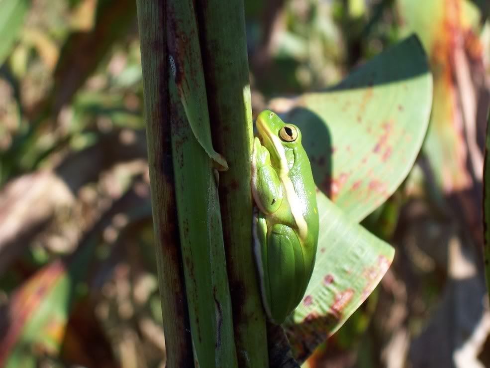 Green Treefrog Image