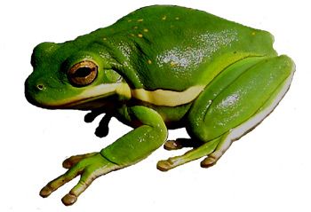 Green Treefrog Image