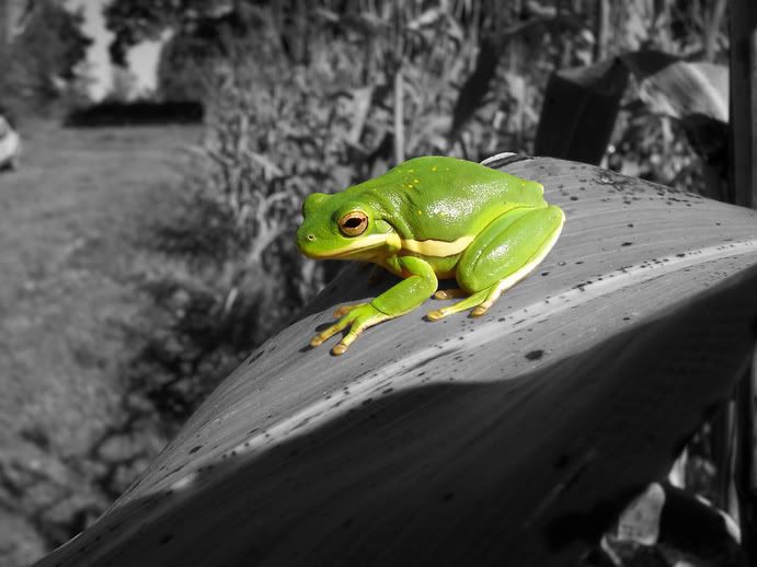 Wild Green Treefrog Image