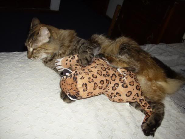 Fotos de mi gata, la chucha Fotos de mi gata, la chucha