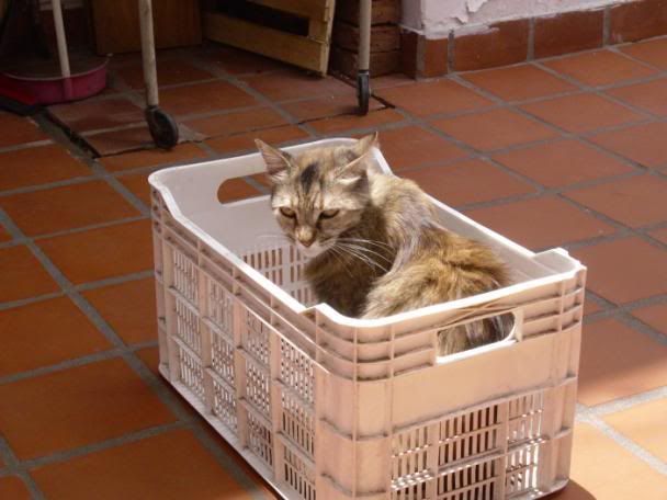gatos gatos