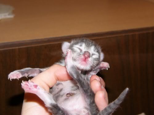 http://i45.photobucket.com/albums/f80/toys_bobaka/other/cats/plushkini_deti/kotjat_07.jpg