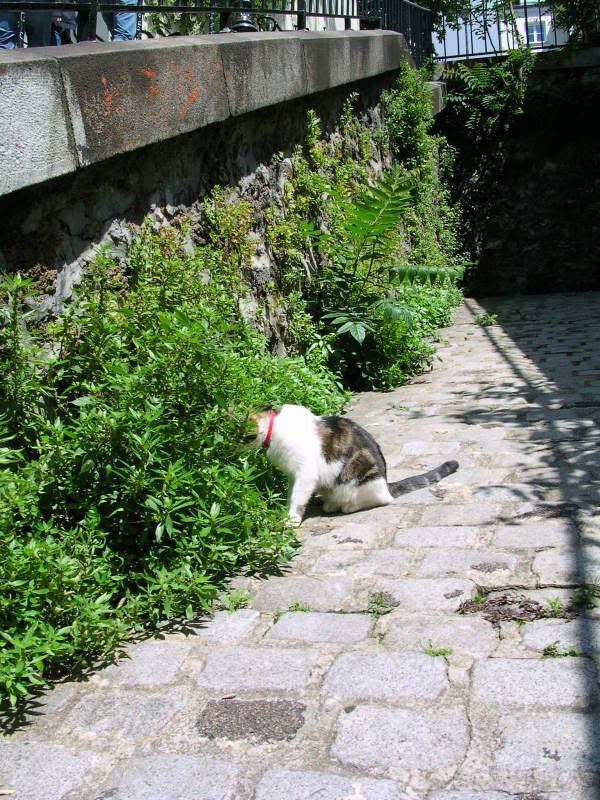 Montmartre greffier