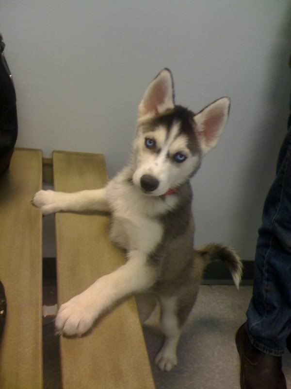 Husky Purebred