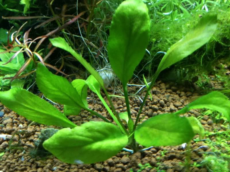 Plant id a waterplant with thorns Plant ID Aquatic Plant Central