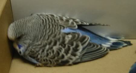 BlueChick.jpg