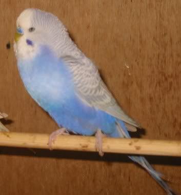 BlueCock.jpg