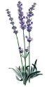 Lavender-Plant-Stock-Image-graphicsfairy