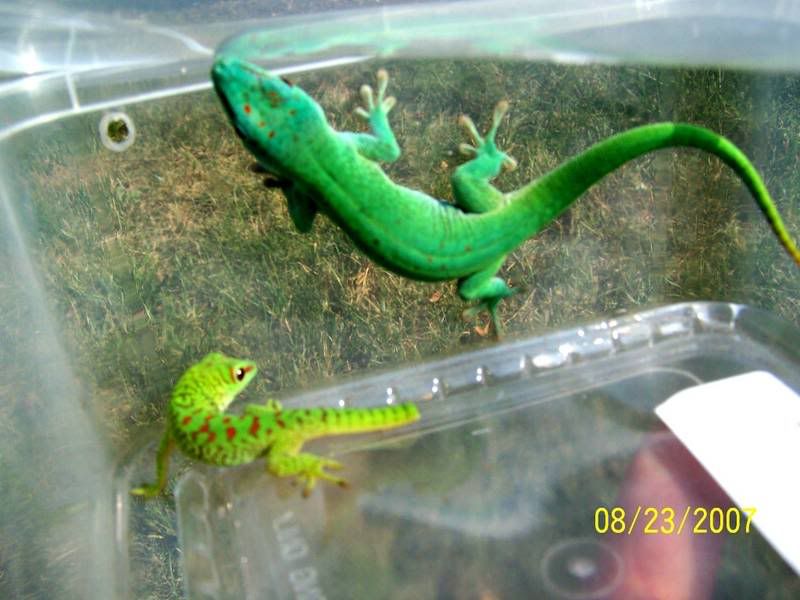 bluegrandis1.jpg