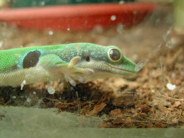geckos106.jpg