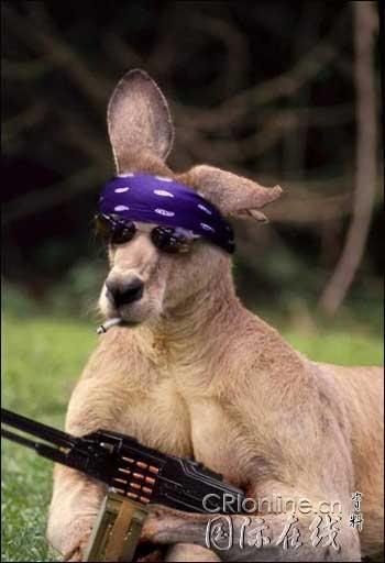 loaded-kangaroo.jpg