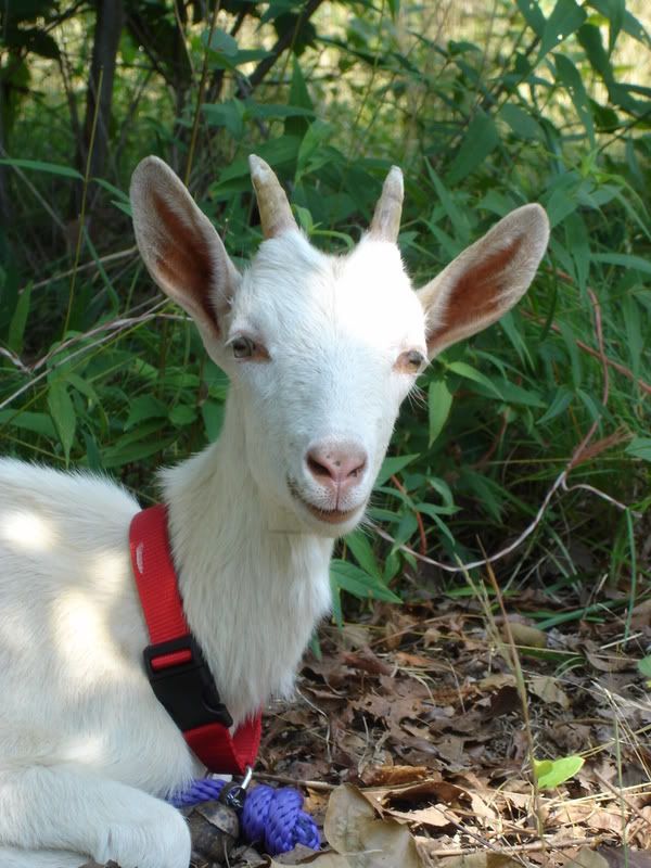 new doeling ~ VERY picky eater - Goats