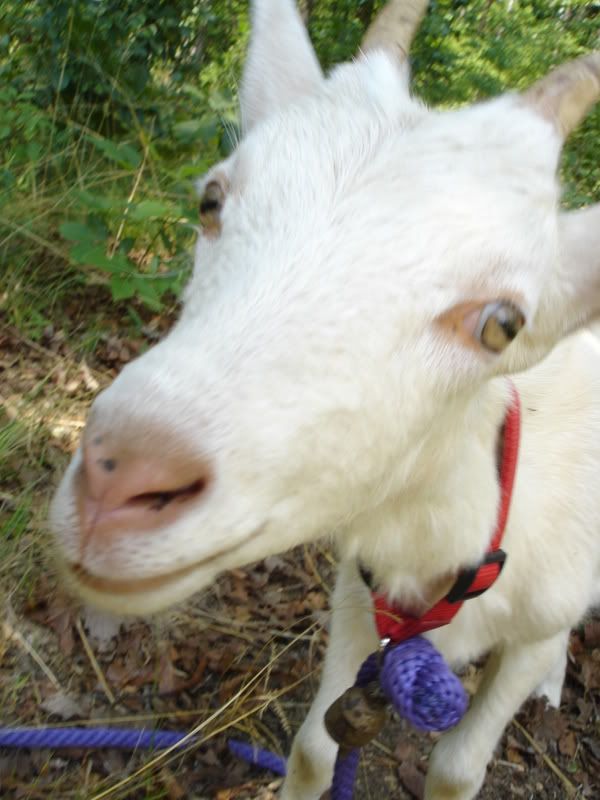 new doeling ~ VERY picky eater - Goats