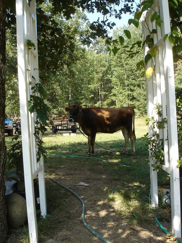 Tethering a Steer - Cattle
