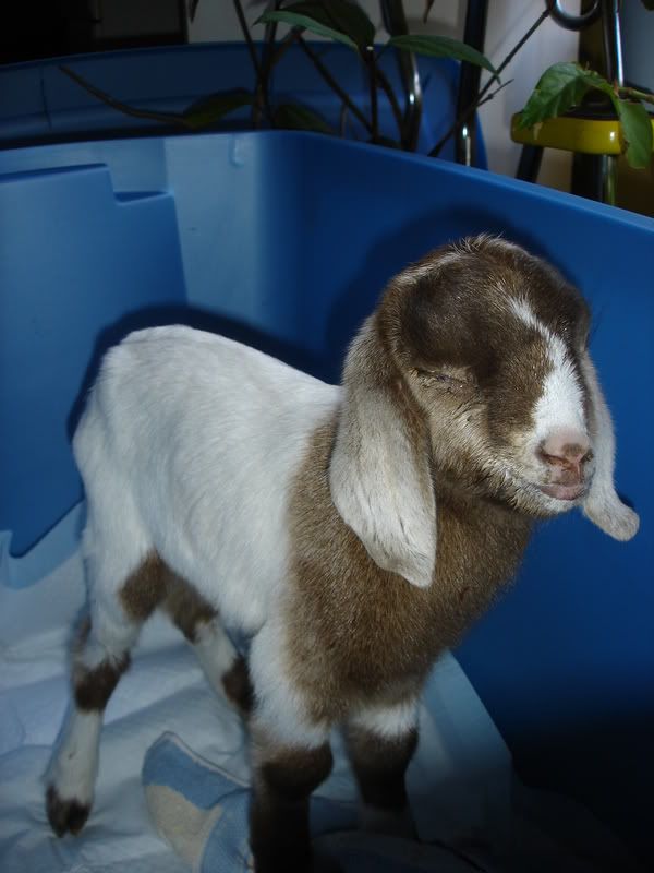 *UPDATE* sick bottle baby (pic heavy, of course!) - Goats