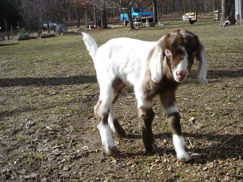 *UPDATE* sick bottle baby (pic heavy, of course!) - Goats