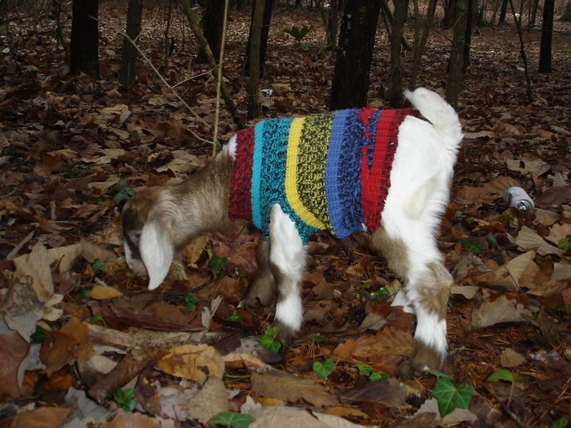 *UPDATE* sick bottle baby (pic heavy, of course!) - Goats