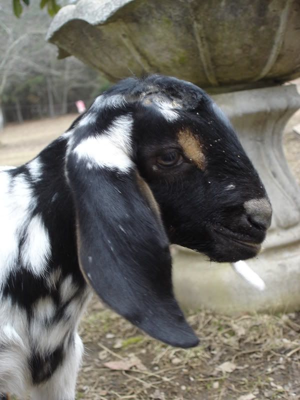 *UPDATE* sick bottle baby (pic heavy, of course!) - Goats