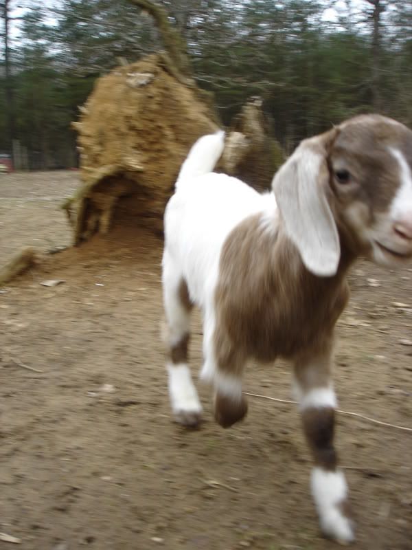 *UPDATE* sick bottle baby (pic heavy, of course!) - Goats