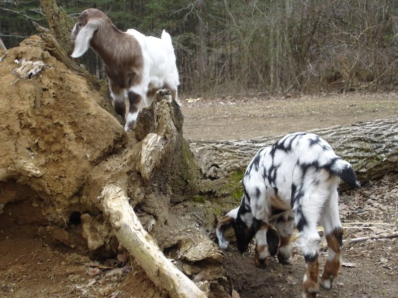 *UPDATE* sick bottle baby (pic heavy, of course!) - Goats