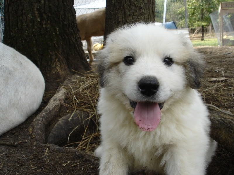 ok... is my dog deaf? (crosspost from Pets Forum) - Goats