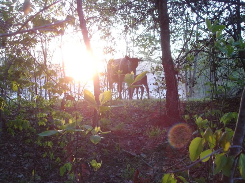 URGENT! Baby born this evening, accidentally sperated! - Cattle