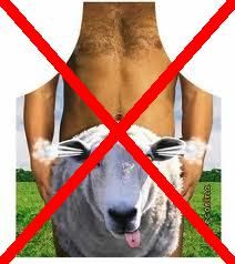 sheep.jpg