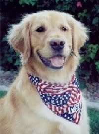 golden retriver dog Pictures, Images and Photos