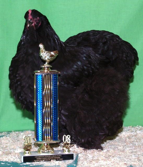 chicken show