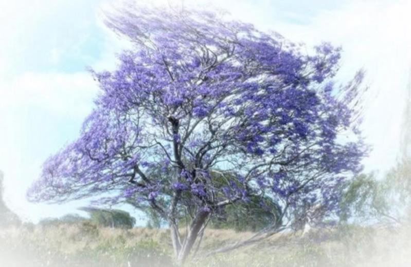 What Dreams May Come Purple Tree Photo by jazzy1453 Photobucket