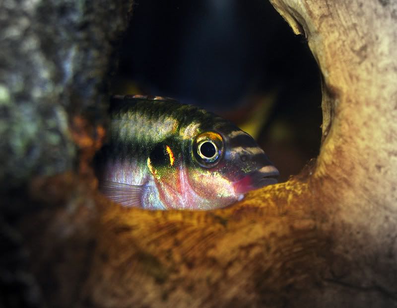 IMAGE: http://i45.photobucket.com/albums/f89/tattonfish/fishanscott618-1.jpg