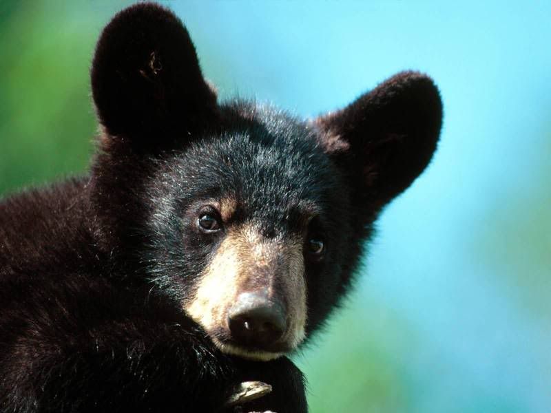 Im_All_Ears_American_Black_Bear_Cub.jpg