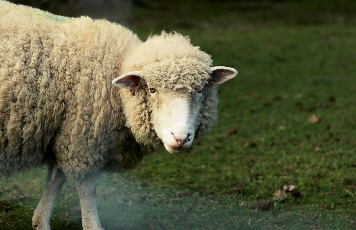 IMAGE: http://i45.photobucket.com/albums/f93/mzinger/sheepcutlegs.jpg