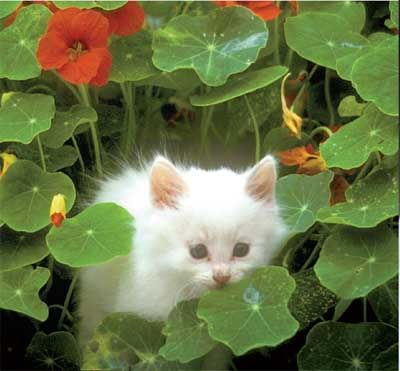Kitten Pictures, Images and Photos