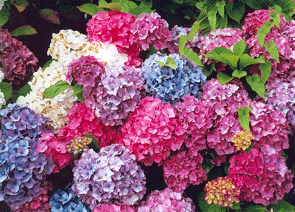 hydrangeas Pictures, Images and Photos