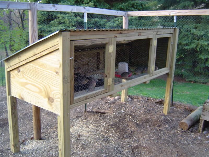 Quail Pens and Cages