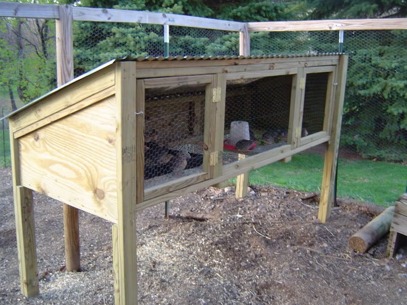 Quail Pen Plans