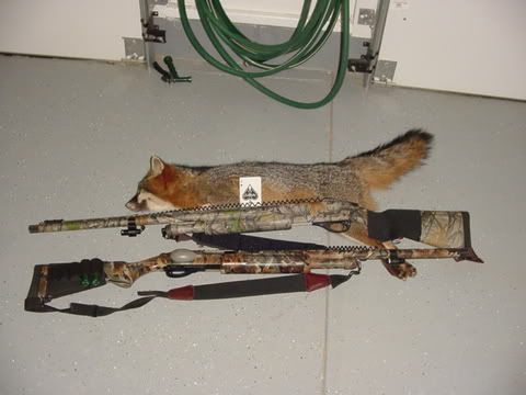 BJLeonGrayFox.jpg