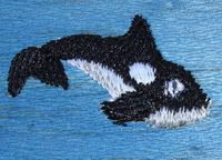 teeny tiny orca whale