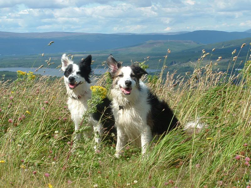 ColliesatCairngorm.jpg